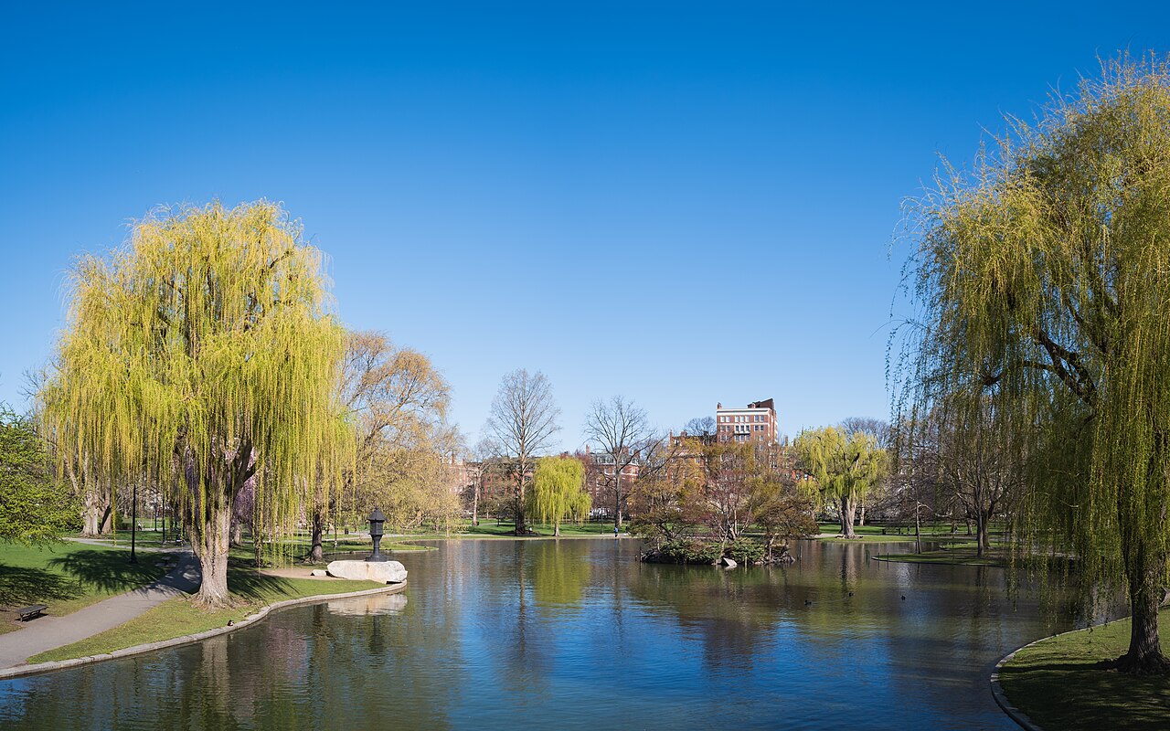 Willow trees reflected in the Boston Public Garden lagoon, with Back Bay buildings beyond